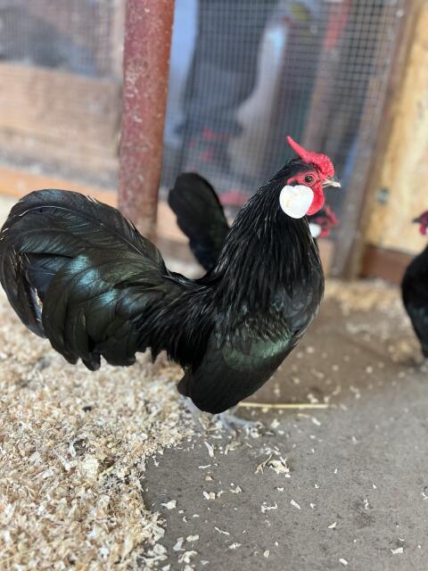 Bantam Bruteier