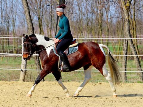 Sportliche 3-jährige Stute "Ribizli" zu verkaufen