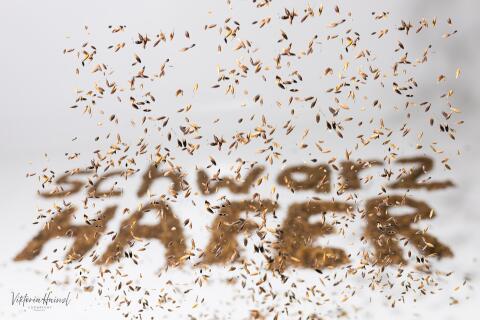 Schwarzhafer  " Zorro "