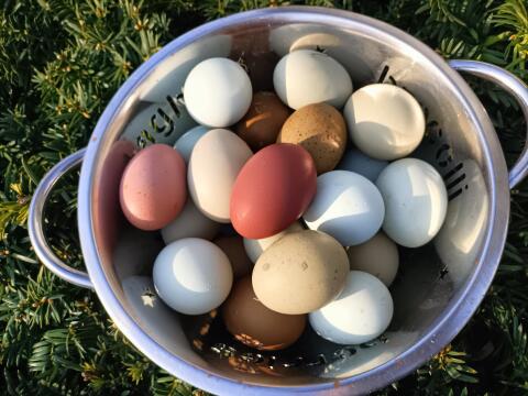 Bruteier Buntleger Easteregger Marans Grünleger