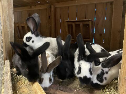 Junge Riesenschecken