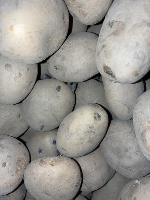 Agria Pflanzkartoffel