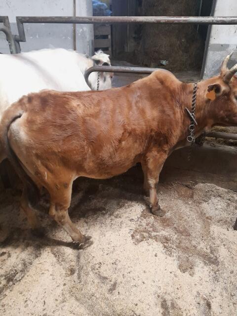 Zebu