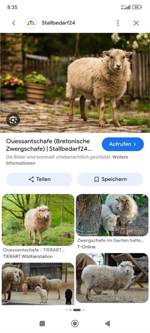 Suche Quessantschafe
