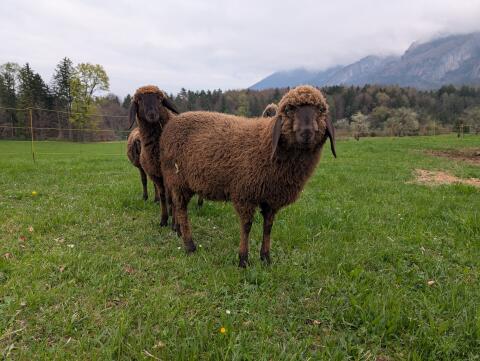 Braune Bergschaf-Lämmer