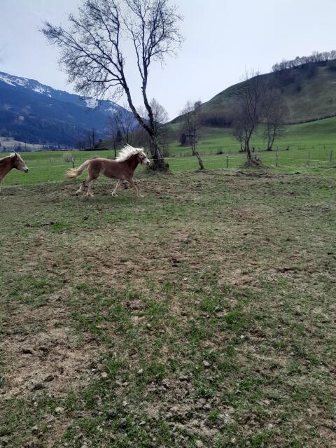 Haflinger-Stute 2-jährig