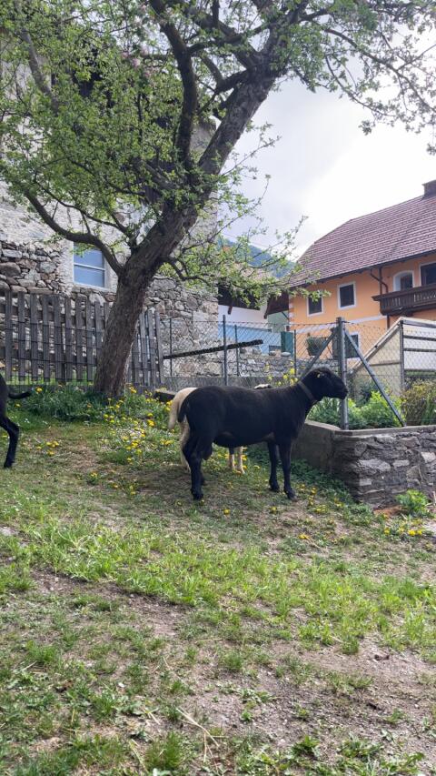Jura Widder