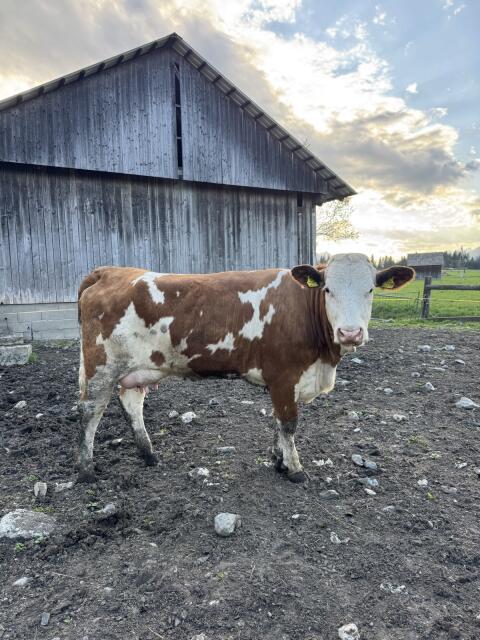 Mutterkuh mit Stierkalb