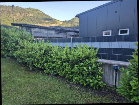 Kirschlorbeer Pflanzen