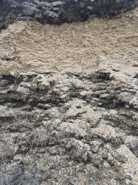 Sandwichsilage aus dem Fahrsilo 50:50 Gras- und Maissilage