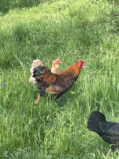 Zwerg-Wyandotten & Zwerg-Seidenhuhn-Hähne