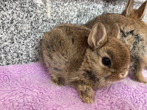 Mini Zwergkaninchen