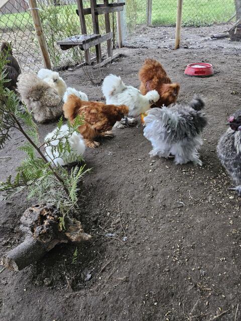 10 Bruteier Seidenhühner große und Zwerge gemischt