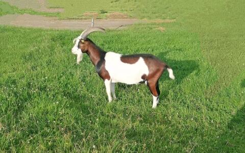 Tauernschecken Bock Ziegenbock