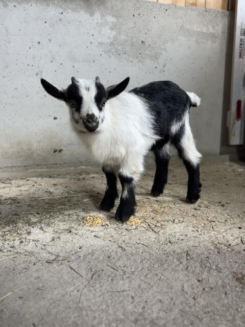 Passeirer Gebirgsziegenbock
