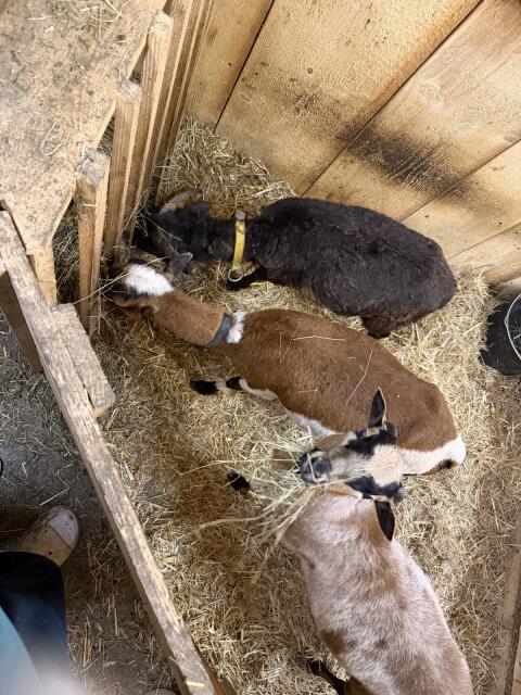 Leihschafe, Mietschafe