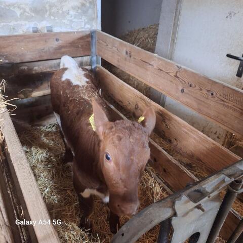 Pinzgauer Kalb