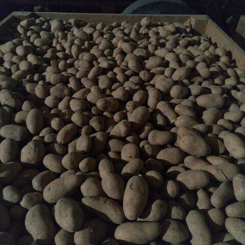 Speisekartoffel Valdivia vorwiegend festkochend