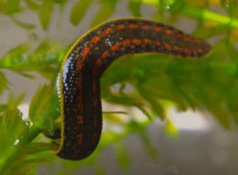 Medizinische Blutegel ok