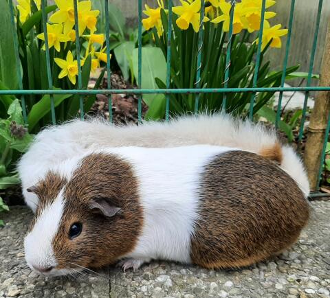Süße Meerschweinchen unterschiedlichen Alters