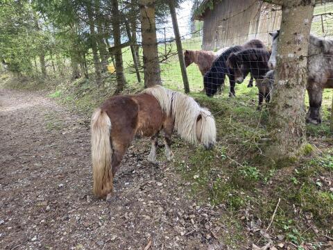 Ponystute