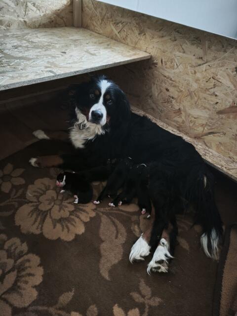 Bernersennenhunde