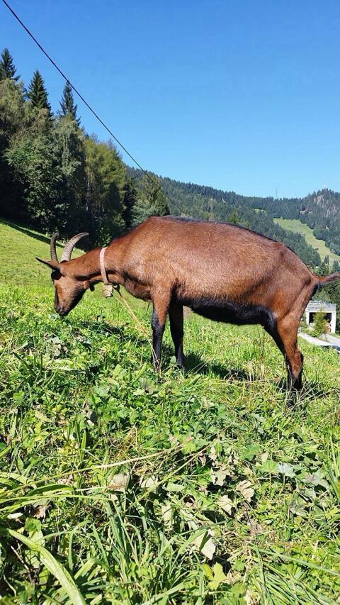 Ggz-Bock