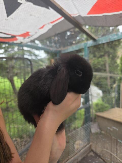 Mini Lop