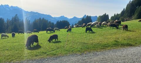 Verkaufe Lämmer und Schafe