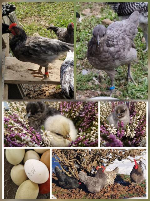 1.1 Silverudds Blå Pärchen