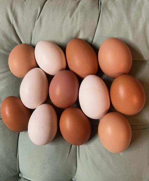 Eier