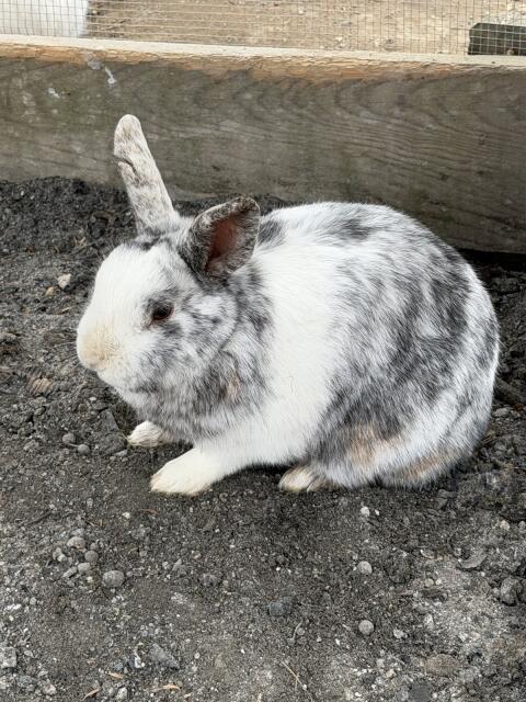 Zwergkaninchen
