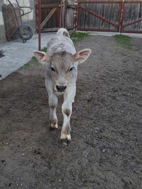 Original Braunvieh Stierkalb