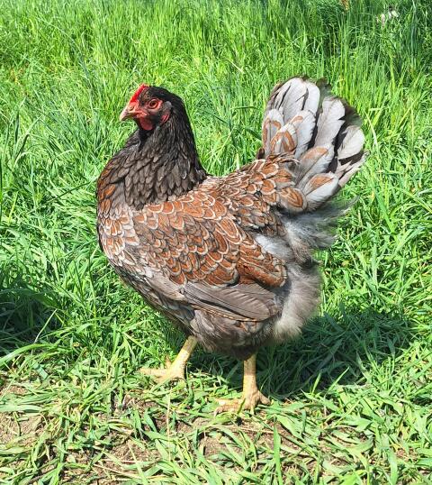 Barnevelder Hennen