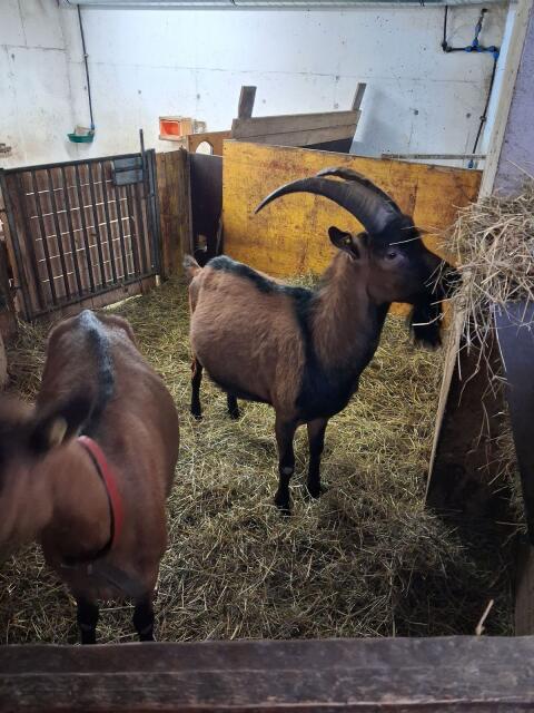 GGZ Bock