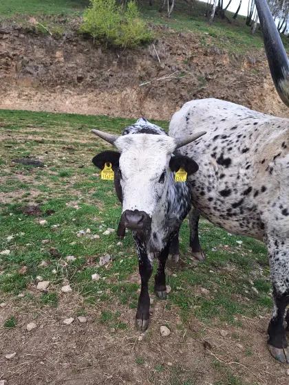 Texas Longhorn Kalbin