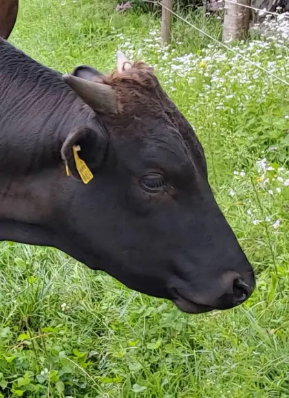 BIO 100% Wagyu-Jungbulle