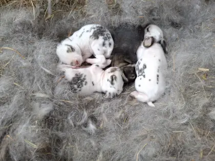 Deutsche Riesen, Fleischhasen Babys