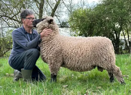 Shropshire Jährlingsbock aus Herdbuchzucht