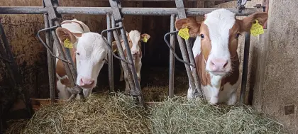 Suche Partnerbetrieb