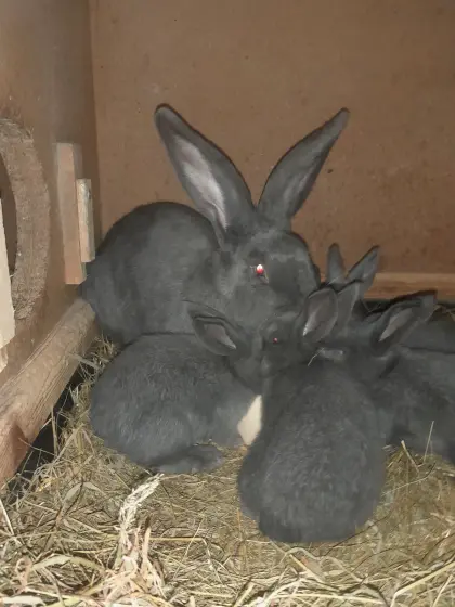 BlWe Deutsche Häsin + Junge