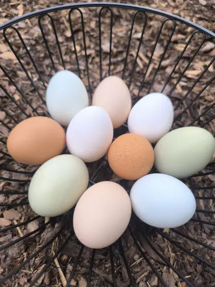 Bruteier Buntleger /Ayman Cemani/Ga H'Mong/Maran/Sandschak..