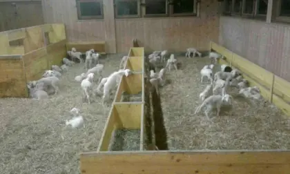 10 Stk. Lacaune Flaschenlämmer