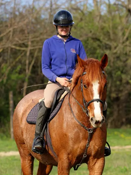 Verlässlicher Kisbéri-Wallach - ideales Freizeitpferd