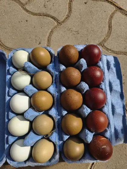 Marans + Olivleger Bruteier