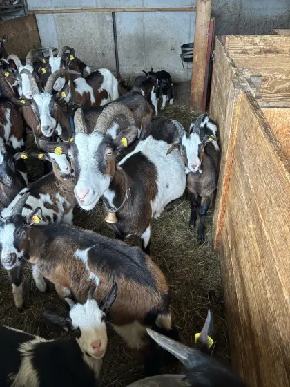 Tauernschecken-Kitze