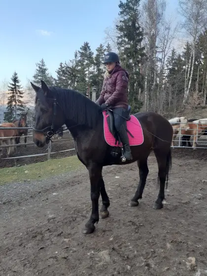 Liebevolle Warmblut-Noriker-Mix-Stute zu verkaufen
