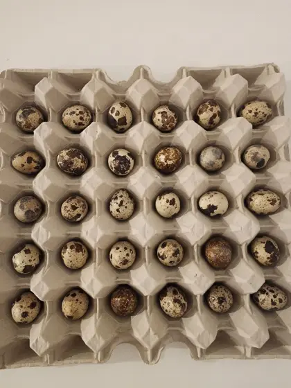 Wachtel, Bruteier, Hennen, Küken