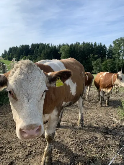 Kalbinnenaufzucht - Bio + konv.