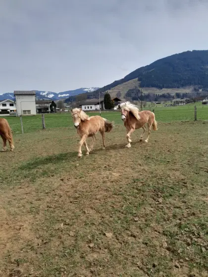 Haflinger-Stute 2-jährig
